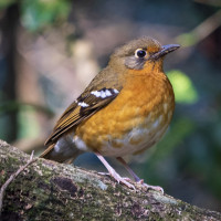 Orange Ground-Thrush